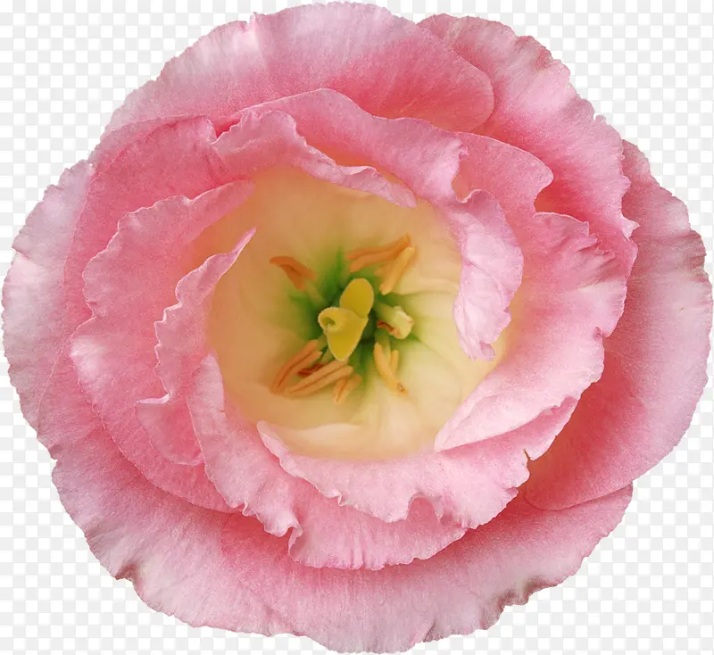 手绘花卉素材ps花卉素材