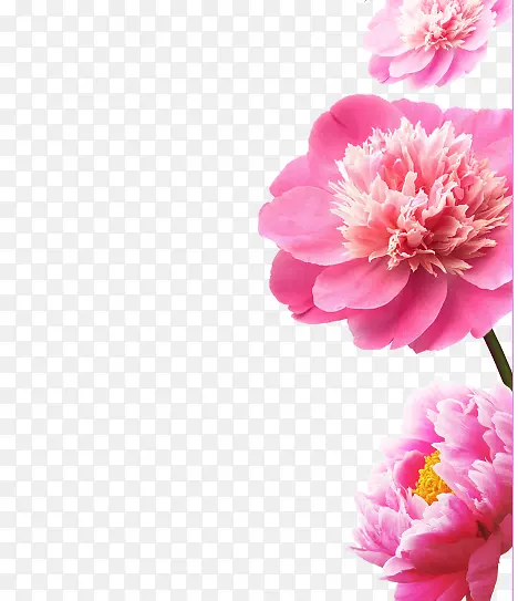 粉红色花朵png素材