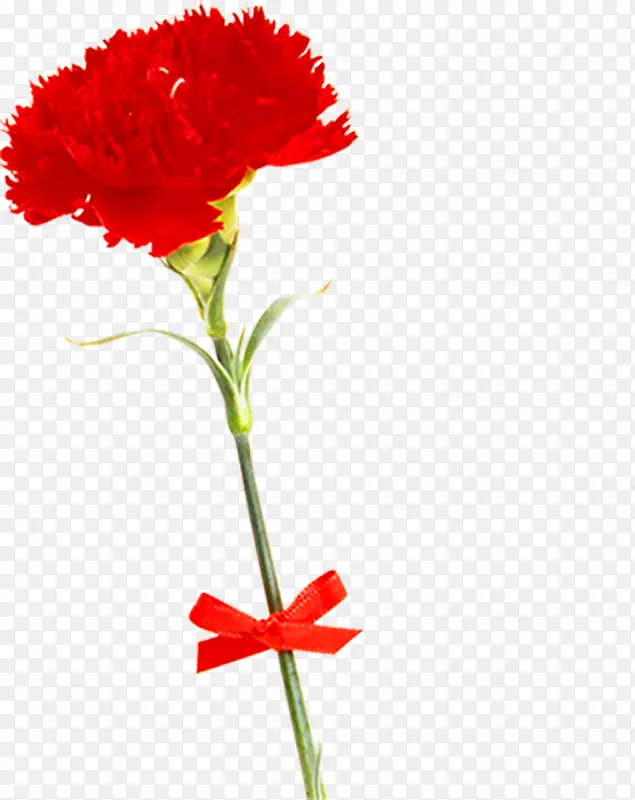 红色鲜花康乃馨花朵母亲节节日