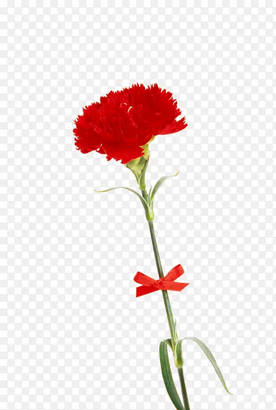 红色鲜花康乃馨花朵设计