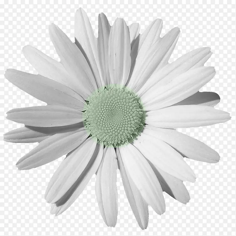 花束图片鲜花元素