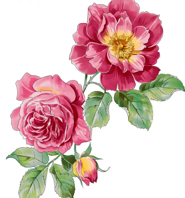 手绘玫瑰花