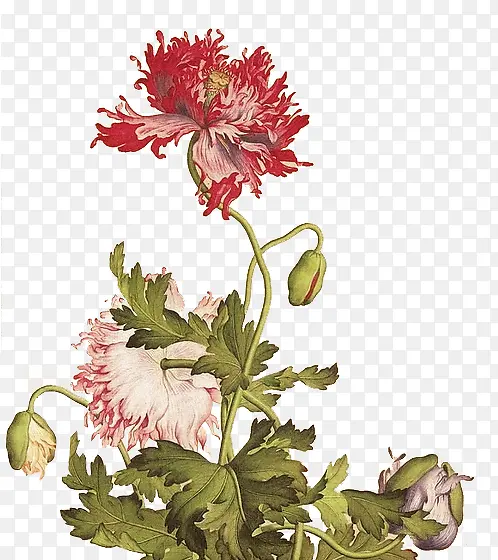 手绘花朵素材植物花卉素材 卡通
