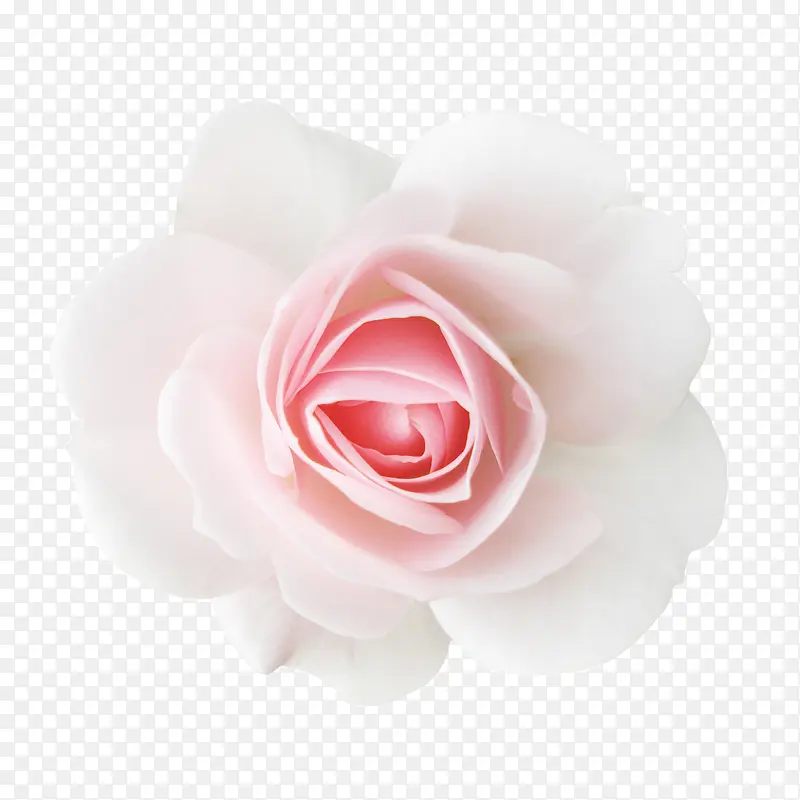 花朵图片素材手绘鲜花 粉色玫瑰