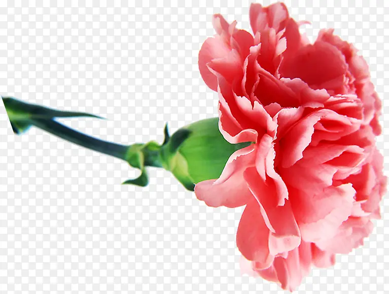 红色鲜花康乃馨母亲节花朵