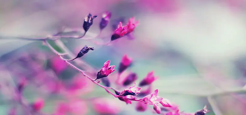 红色花朵背景