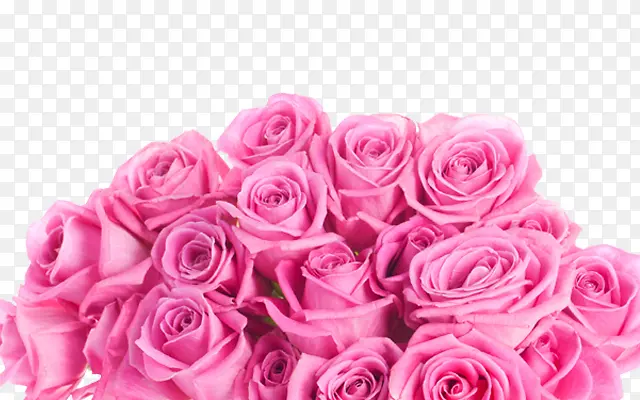 一束粉色玫瑰