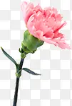 粉色鲜花花朵植物康乃馨