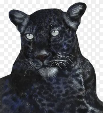 黑色豹子素材黑斑
