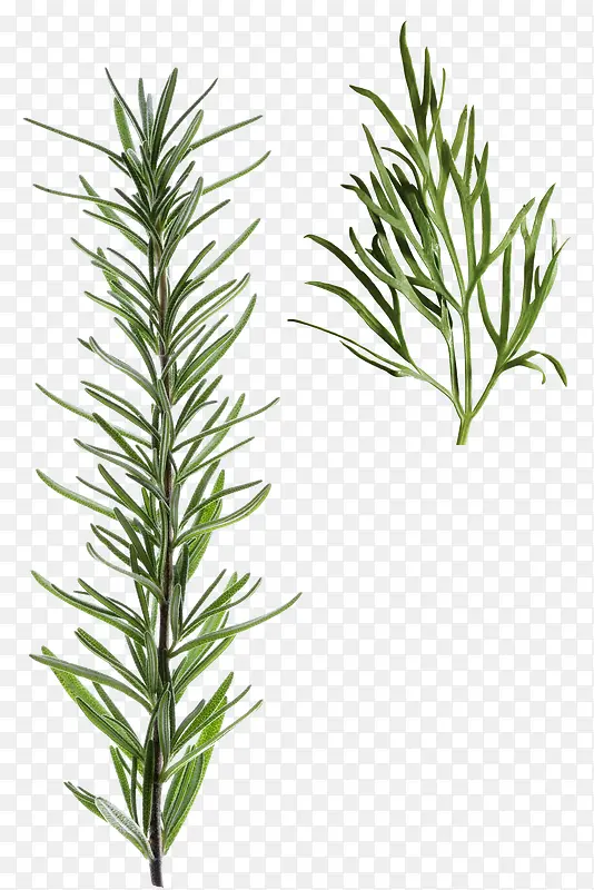 绿植小草卡通简图