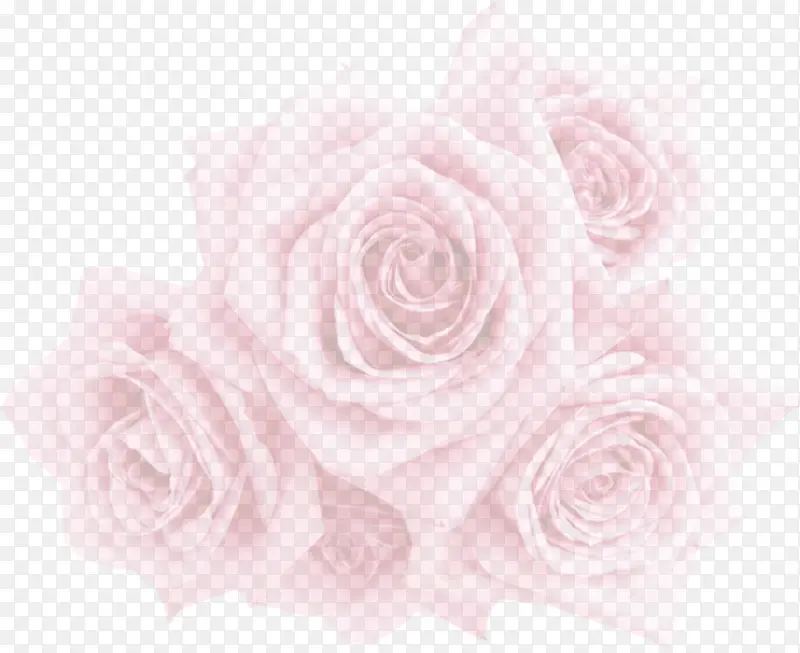温馨粉色朦胧玫瑰花朵