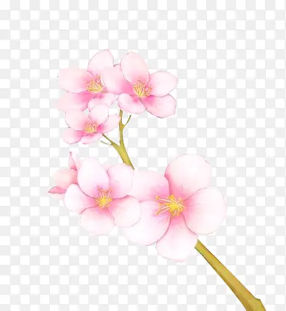 粉色渐变花朵花枝