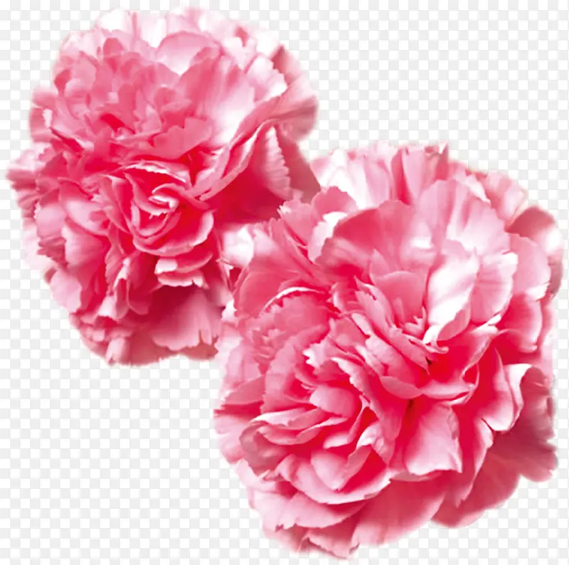 粉色母亲节节日花朵