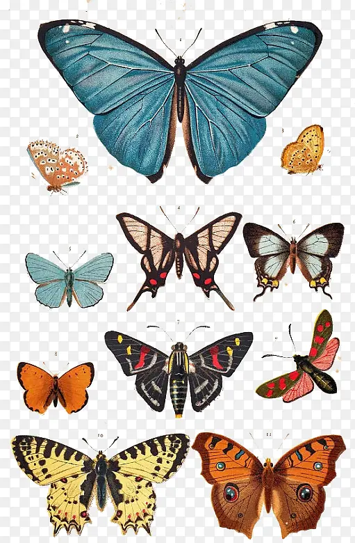 一组魅力蝴蝶手绘图片