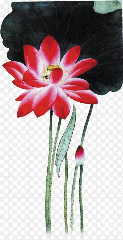 莲花