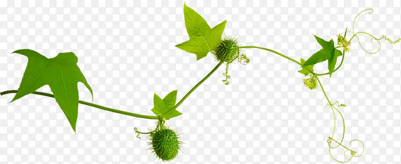 植物藤曼