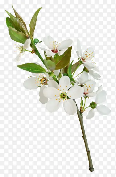 花朵免抠素材png