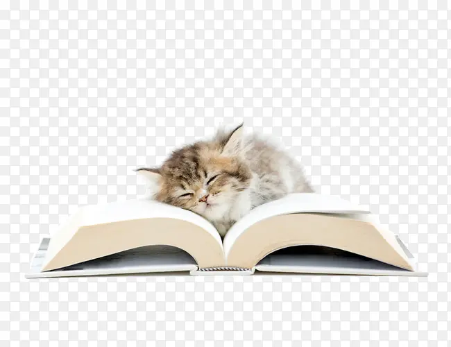 书本上睡觉的猫咪