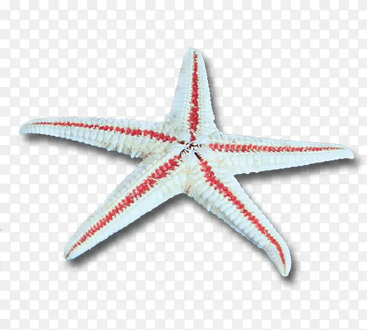 沙滩海边卡通海星
