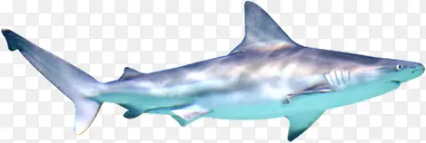 鲨鱼海边海底动物
