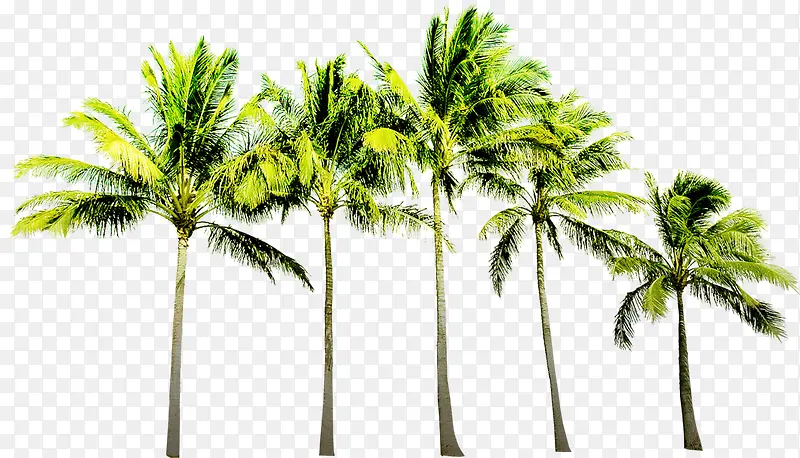 绿色沙滩海边植物椰子树