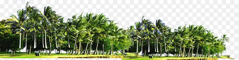 设计海边树木椰子树