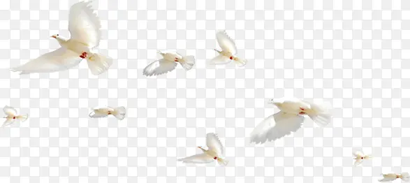 高清摄影飞翔白色的海鸥在海边