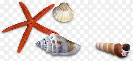 海边沙滩贝壳卡通海螺效果