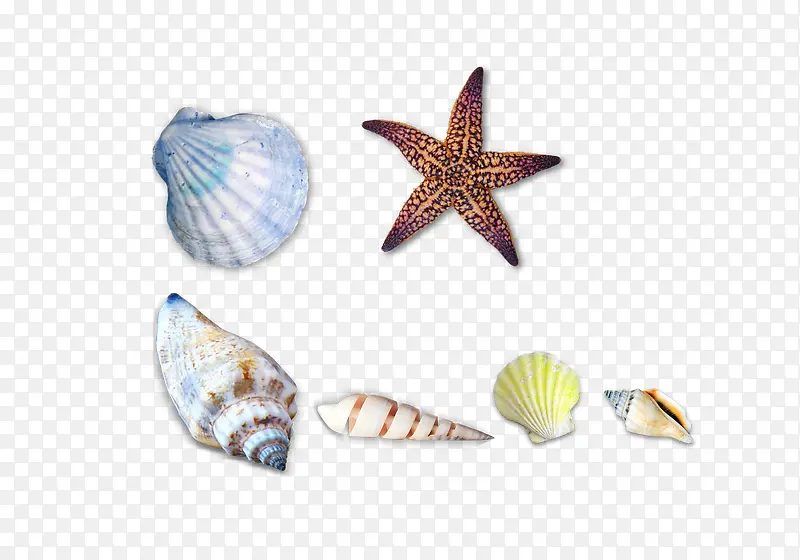 海边海螺贝壳