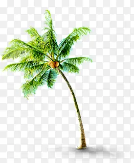 夏日插画海边椰子树