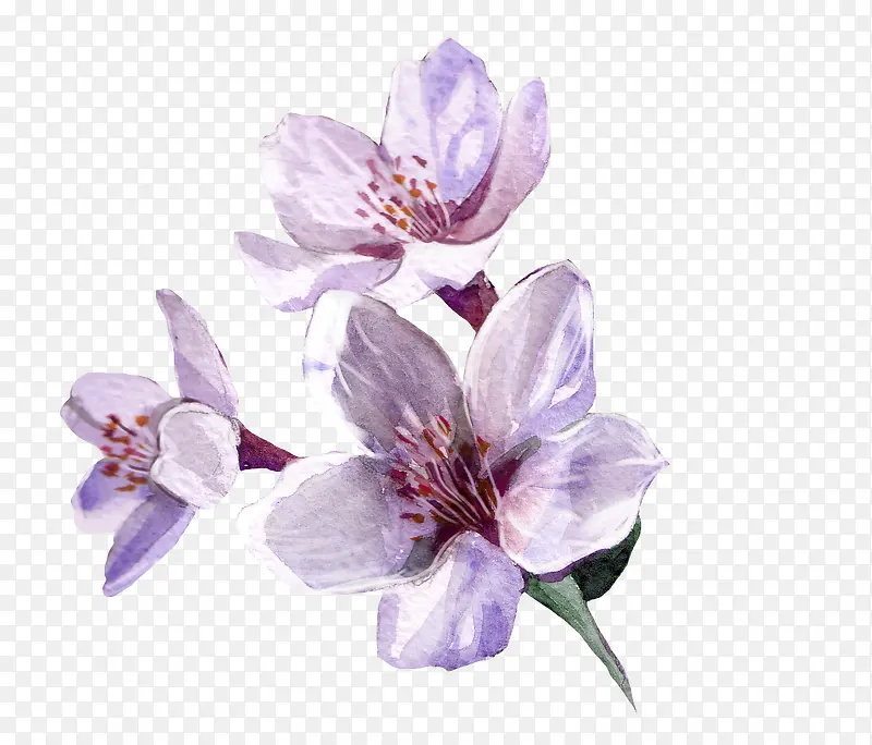 花朵手绘