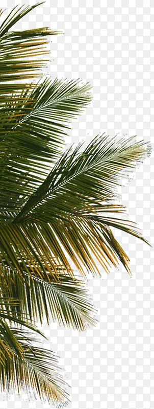 海边高清摄影效果棕榈树