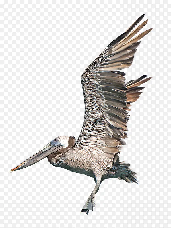 飞翔灰颈鹭鸨