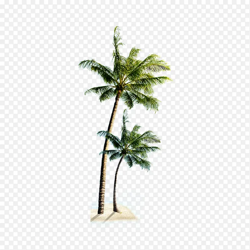 沙滩椰子树