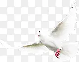 白色飞翔和平鸽子