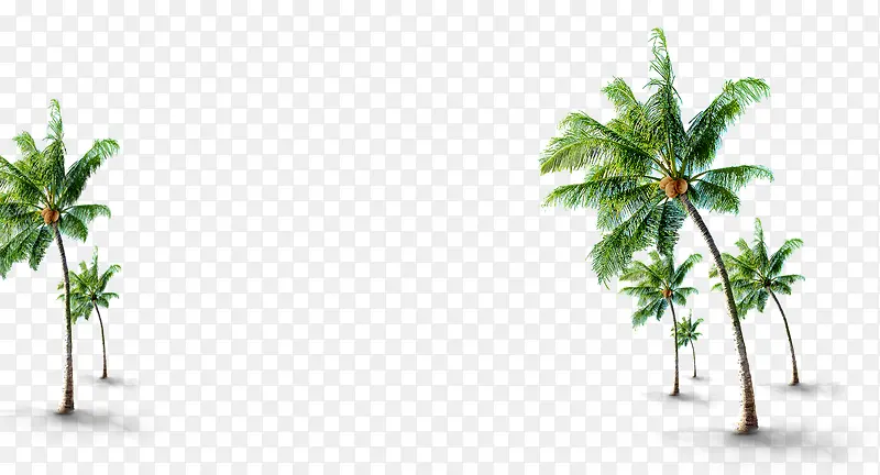 夏日海报植物沙滩椰子树