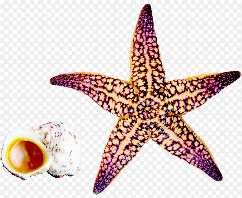夏日海报沙滩海星贝壳设计