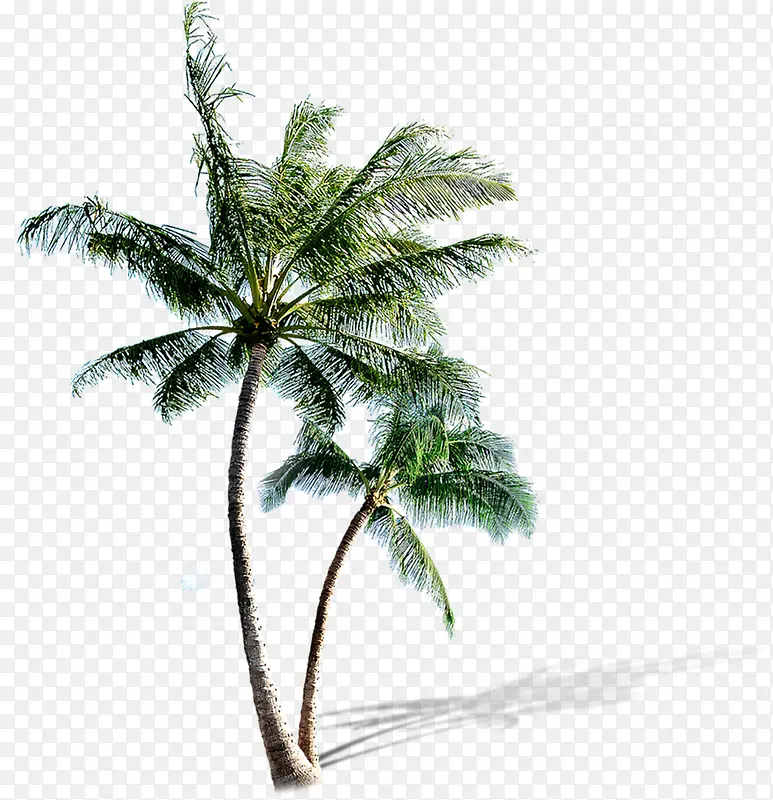 沙滩植物卡通椰子树