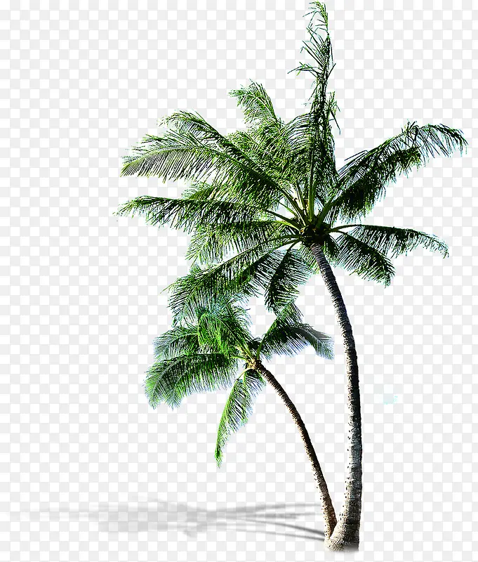 植物夏日椰子树卡通沙滩效果