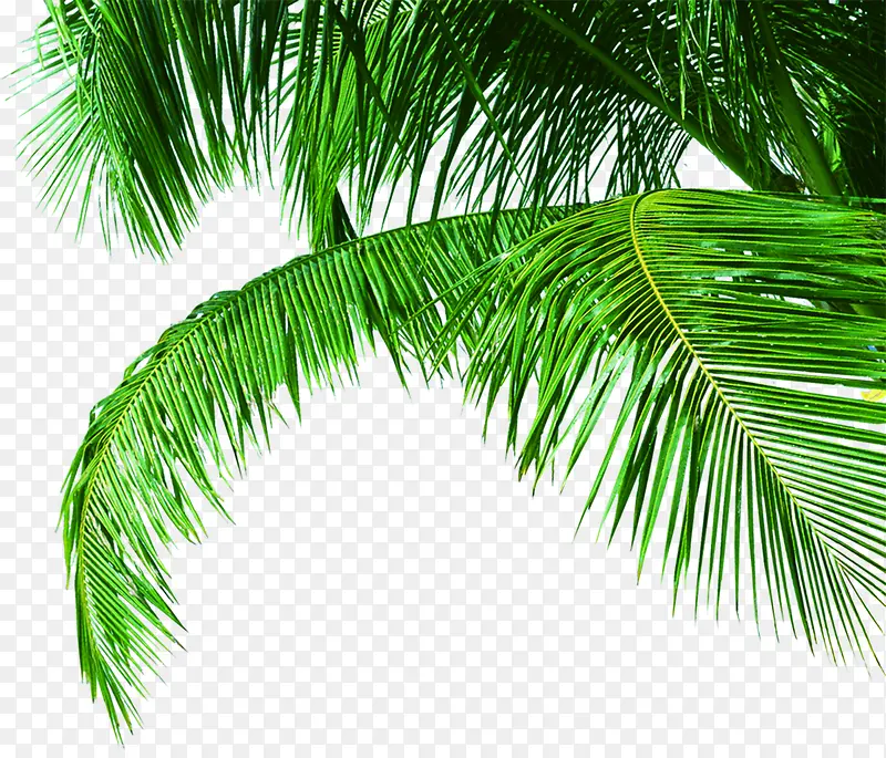 高清摄影绿色沙滩粽子树