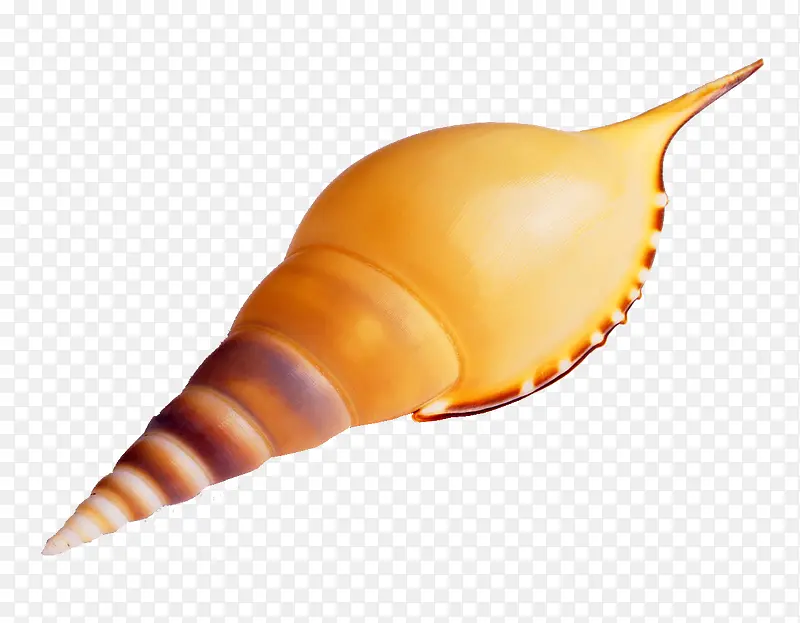 尖式贝壳
