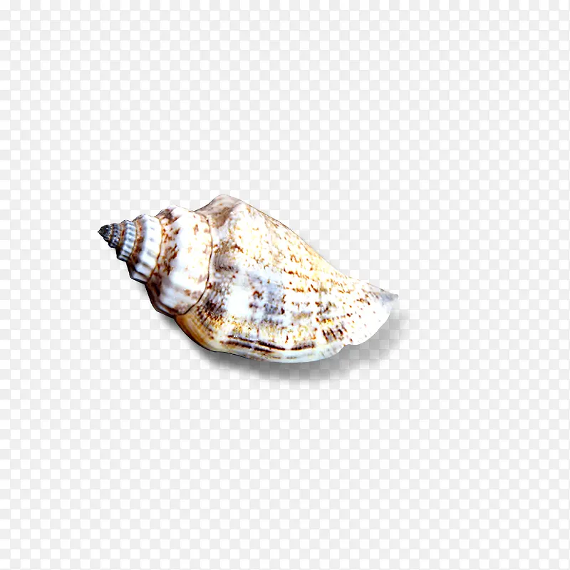 贝壳