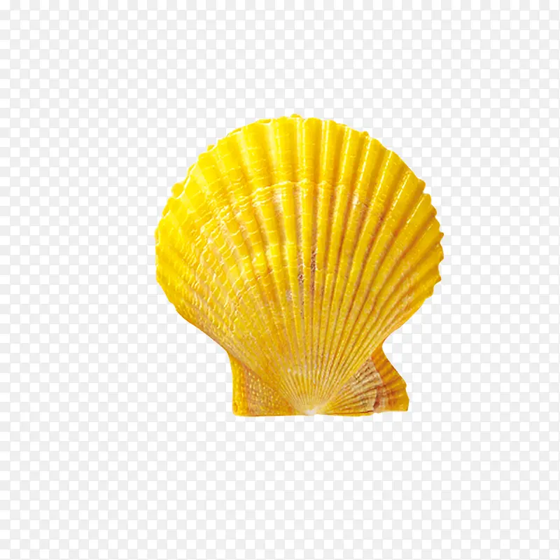 贝壳