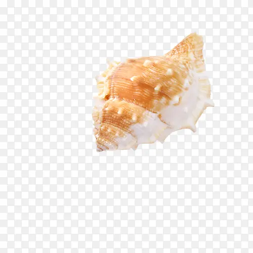 海螺