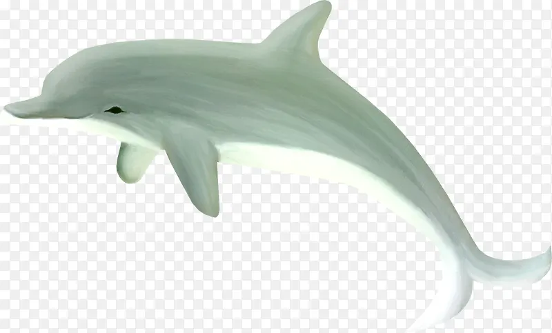 海豚免抠图片