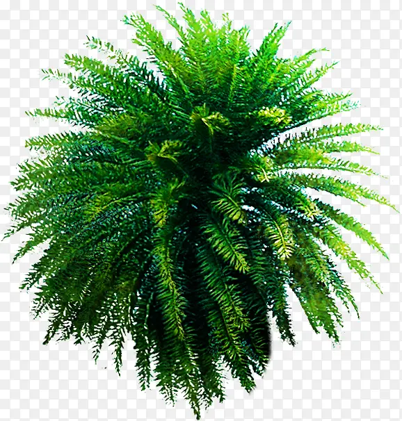 绿色植物海报沙滩树木