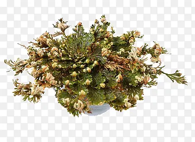 长在沙滩的复活草