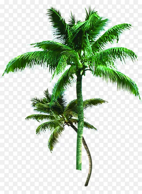 沙滩海报椰子树植物绿色