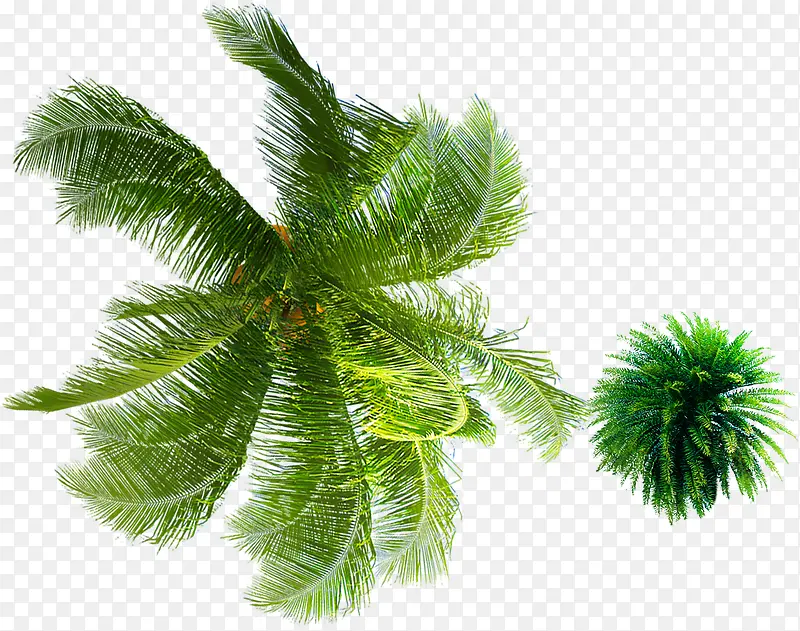 沙滩海报椰子树植物