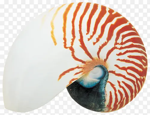 沙滩海螺